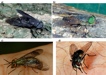 Known Insect Vectors